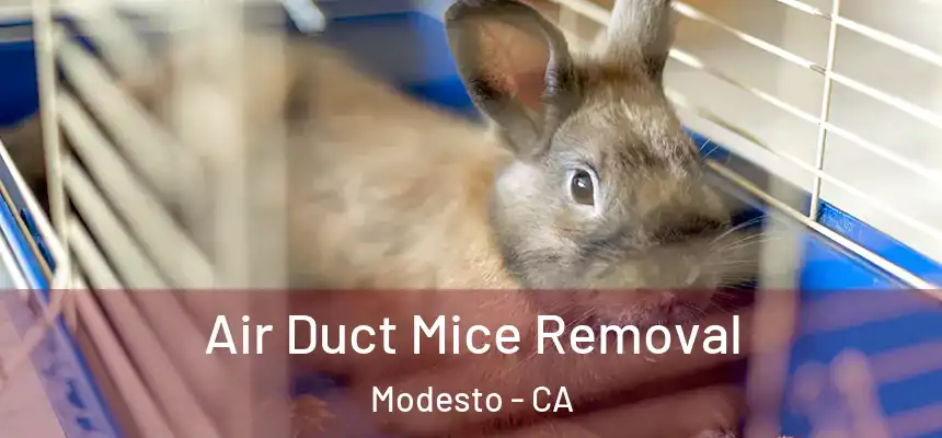Air Duct Mice Removal Modesto - CA